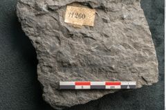 Foto (Detailansicht) von Alethopteris pluckeneti Schloth (NHMW-GEO-2024-0188-11260)